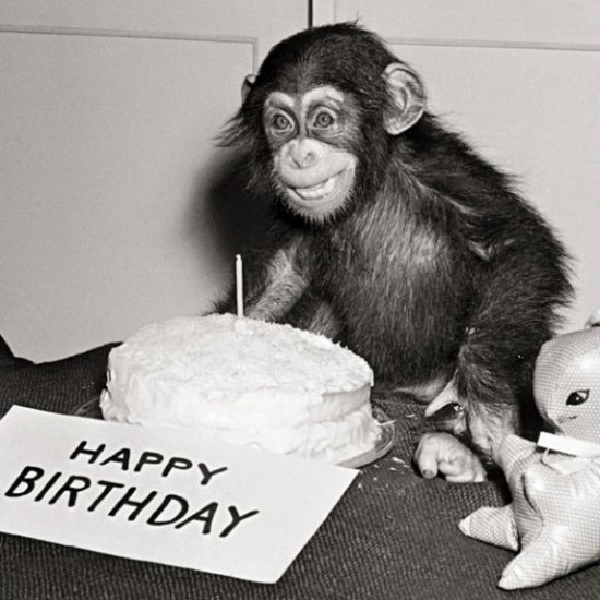 Happy Birthday Chimp Greeting Card 15544 Occasions Cards