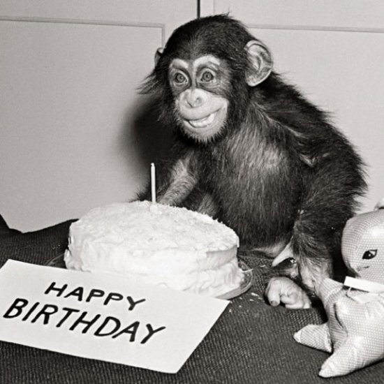 Happy Birthday Chimp Greeting Card 15544 Occasions / Cards