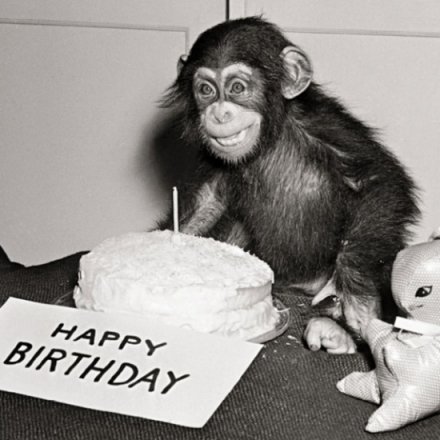 Chimp & Cake Greetings Card 