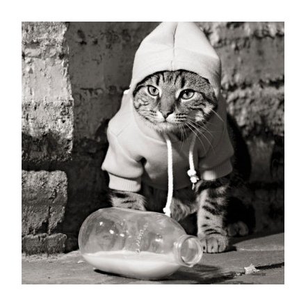 A humorous black and white photographic image printed on premium silk coated board.