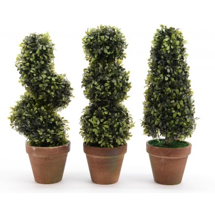 Boxwood Tree In Pot 3a