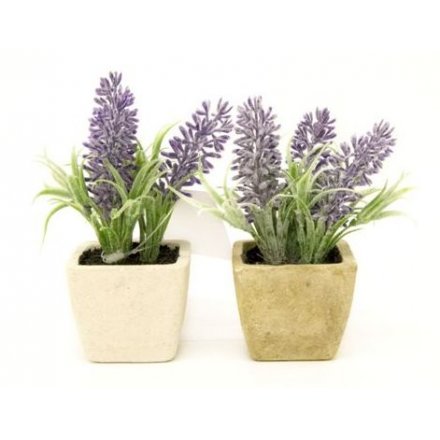 Assorted Lavender Pots 