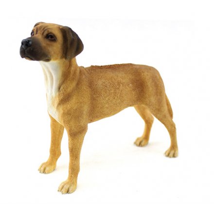 Rhodesian Ridgeback