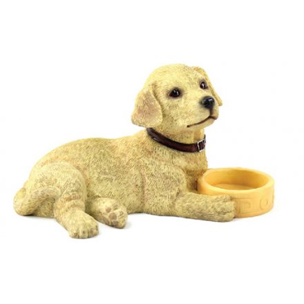 Golden Labrador With Bowl