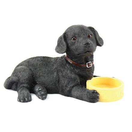 Black Labrador With Bowl