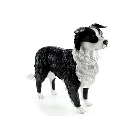 Border Collie Leonardo Model XL