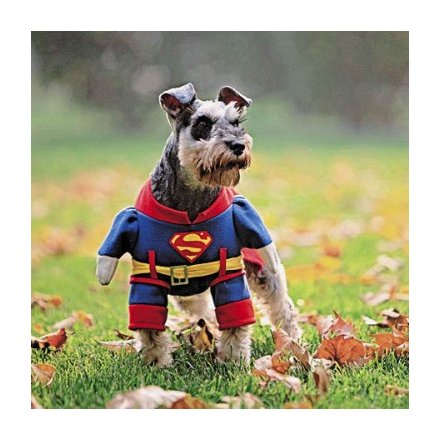 Superdog - Greeting Card