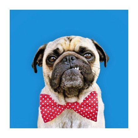 Red Bow Pug Greetings Card 