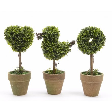 Boxwood Tree In Pot, 3a