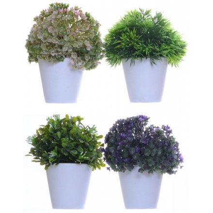 Coloured Pot Plants, 4 Assorted