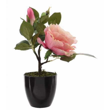 Silk Rose In Pot 30cm