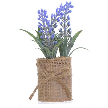Lavender Flower in Pot 12cm