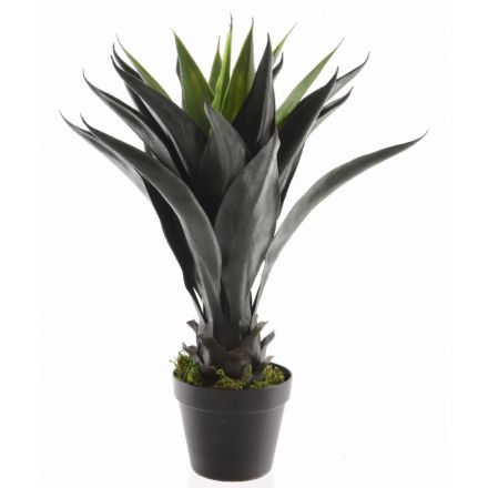 Green Agave plant in Pot Large 60cm