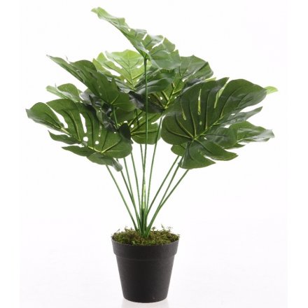 Monstera Plant, 48cm