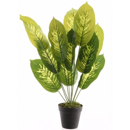 Evergreen Plant In Pot Large 50cm