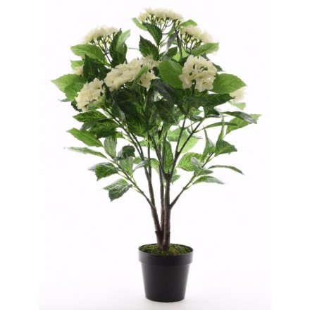 Hydrangea Plant W/Pot 86cm
