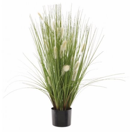 Extra Large Grass in Pot 50cm