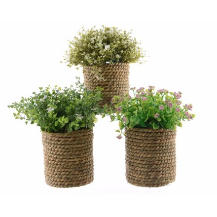 Flower Plant W/Rope Pot, 3a