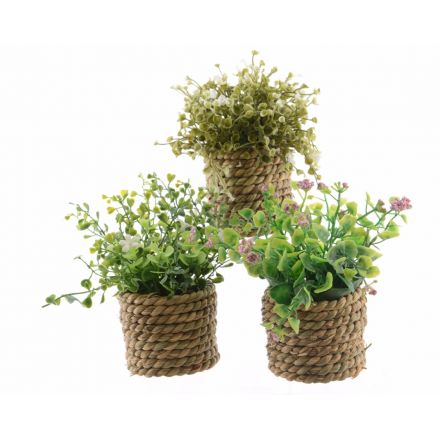 Floral Boxwood, 3a