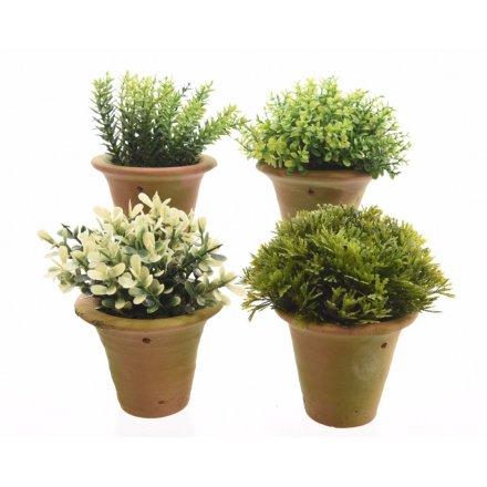 Plants With Terracotta Pot, 4a
