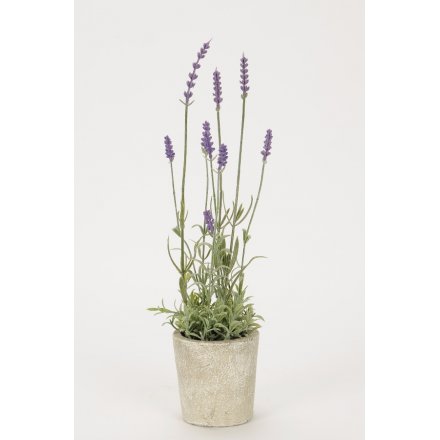 Lavender in Pot