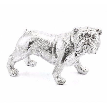 Silver Bulldog Standing
