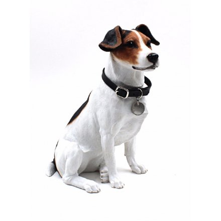 Jack Russell Sitting