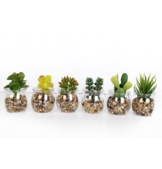 An assortment of 6 artificial succulents in small glass pots