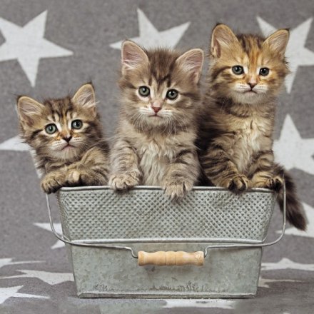 Cute Kittens Greeting Card