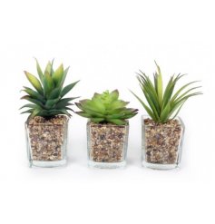 3 simple succulent themed potted plants. 