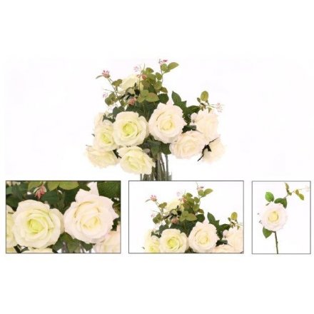 Single Stem Cream Rose