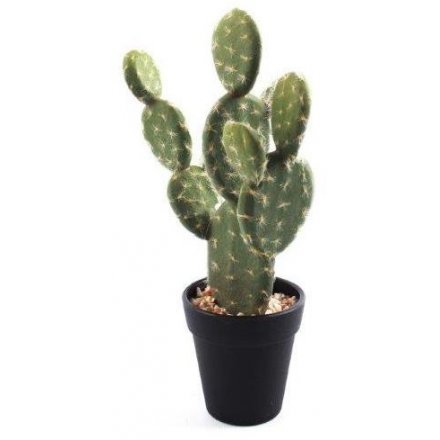 Prickly Pear Cactus In Pot, 26cm