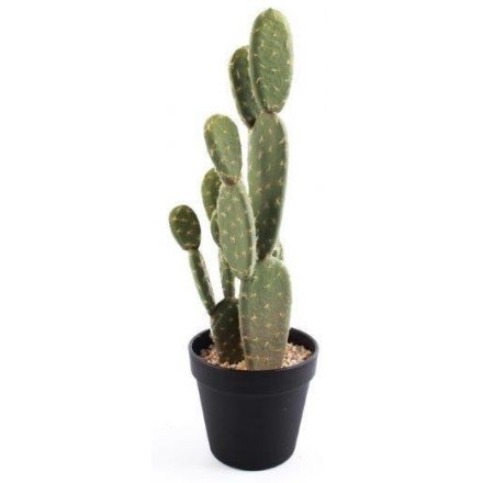  Prickly Pear Cactus In Pot, 41cm