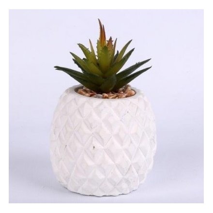 Pineapple Succulent