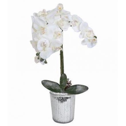 Winter Touched Artificial Orchid, 61cm