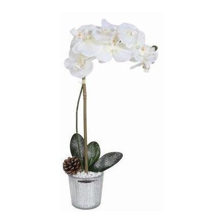 Frosted Orchid 50cm 