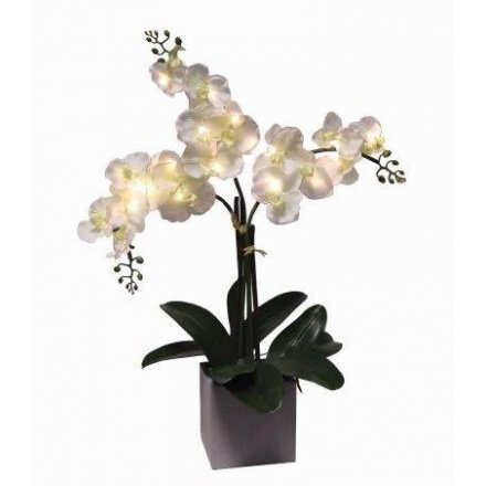 Triple Stem Orchid, LED