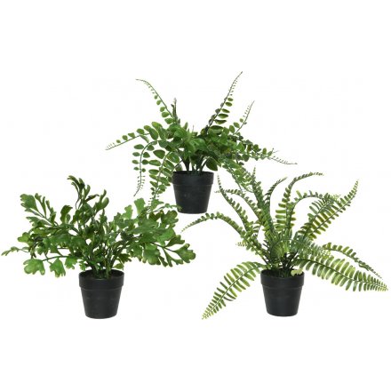 Assorted Potted Ferns 30cm