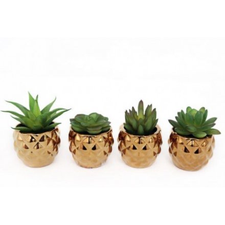 Gold Potted Succulents - 3ass