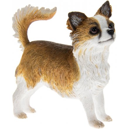 Longhaired Chihuahua, 18cm