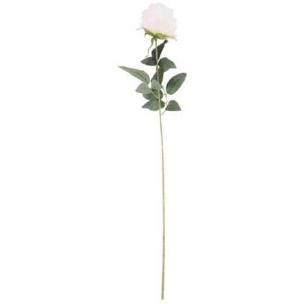 Single Stemmed Arundel Rose 