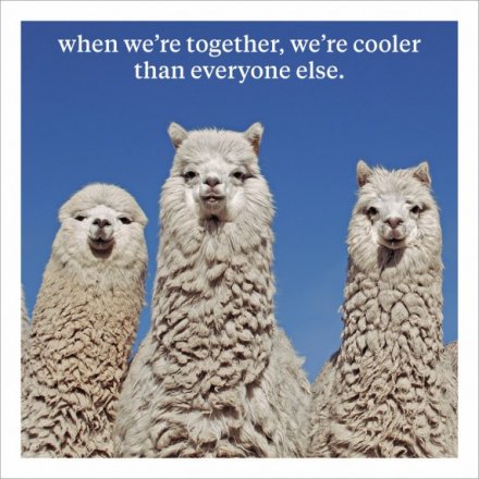 We're Cool Greeting Card