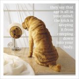 A humorous greetings card with an animal photographic image and humorous quote.