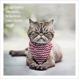 A quirky photographic image paired with a clever and humorous quote. A popular ICON greetings card for many occasions.
