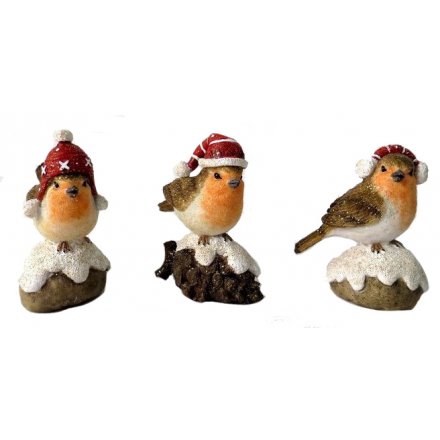 Assorted Perched Winter Robins 