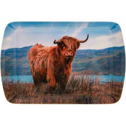 Grazing Highland Cow Tray - Small