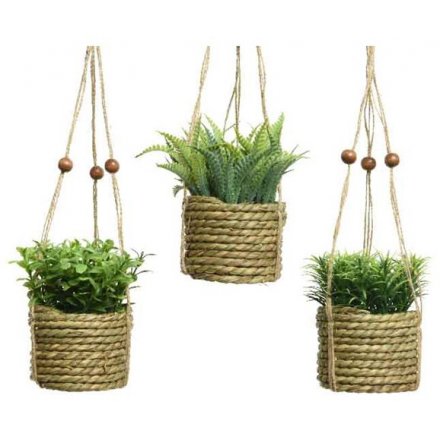 Assorted Hanging Basket Plants 12cm 