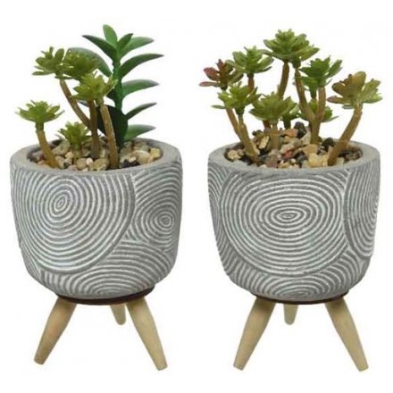 Succulents In Concrete Pots, 2asst 