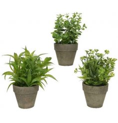 Assorted by their features, this mix of potted Artificial Shrubs will be sure to add a charming sense to any home space