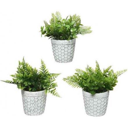 Distressed Potted Shrubs, 3asst 
